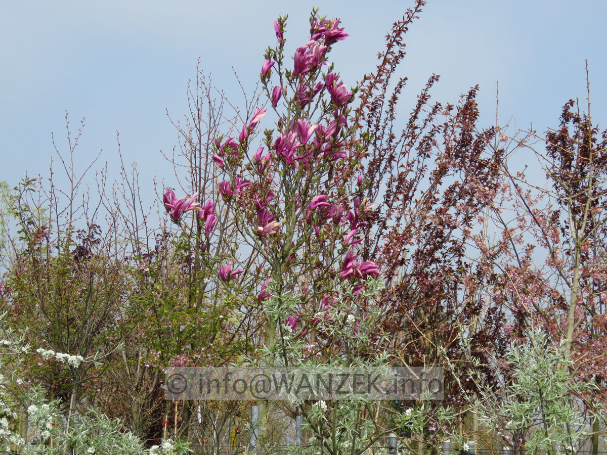 Magnolia liliiflora Susan 06.JPG